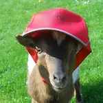 Panzió Nord Sud Salmchâteau